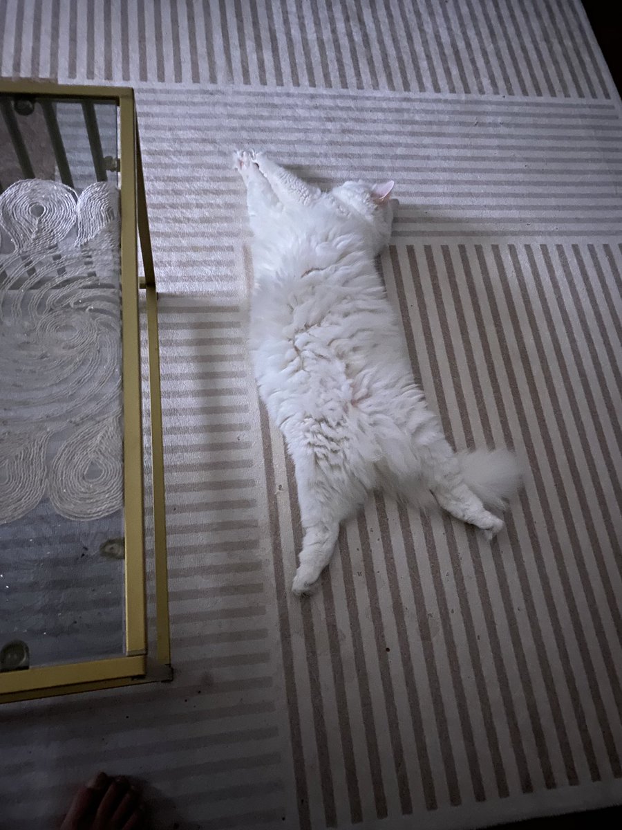 🧿🧿🧿🧿🧿😻🧿🧿🧿🧿🧿
                     😻😽😻
🐈‍⬛Bu Gün Neyin Günüymüş..?
#DünyaKedilerGünü🐈‍⬛
 👇Bunun Keyfisini Bozmayın..
                   😼😹😻
                   🧿🧿🧿
                         🧿