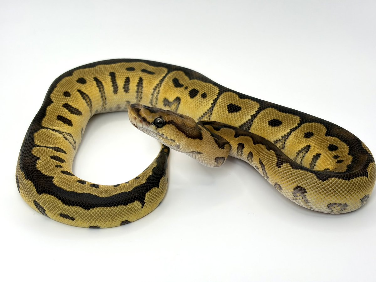 ボールの戯言 tweet media