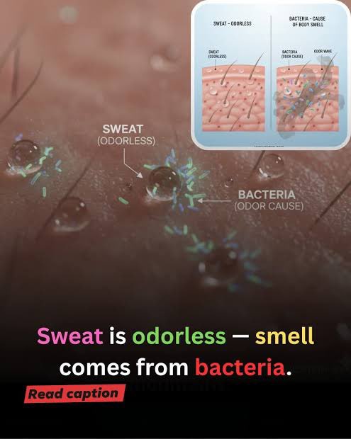 "Stop 'Marinasi' Ketiak Pakai Antiseptik! Bukannya Wangi Malah Makin Bau? Ini Alasannya

Fakta menunjukkan bahwa keringat manusia sebenarnya tidak berbau, namun aroma menyengat muncul saat bakteri kulit seperti Staphylococcus hominis memecah protein keringat menjadi senyawa