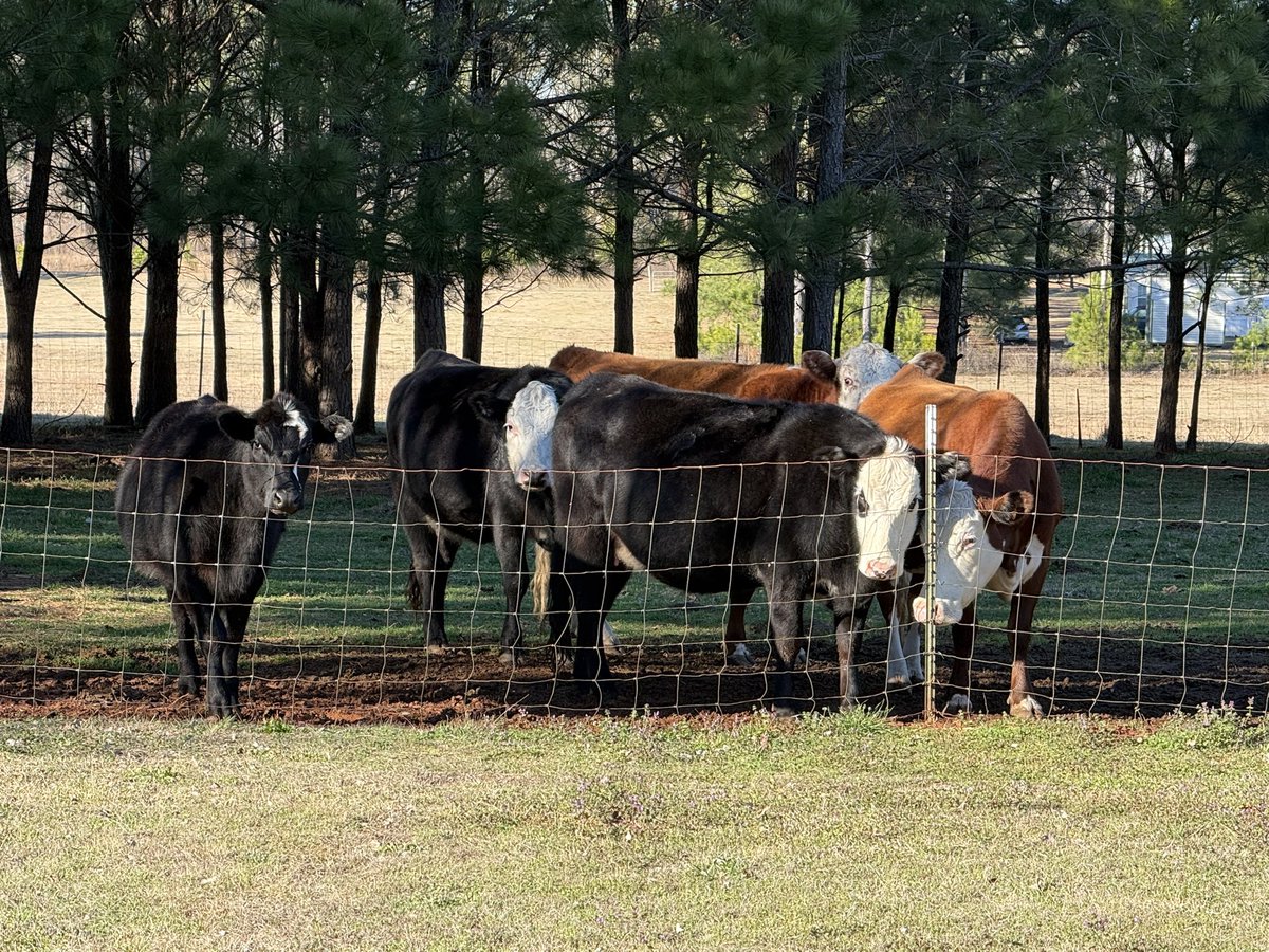 Good morning all from my little farm in Georgia