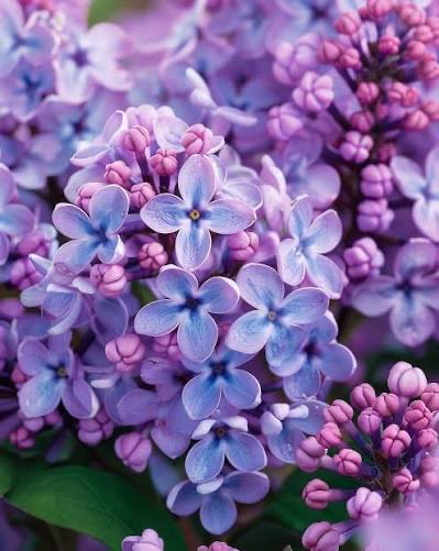 “A meek and humble soul is better than these flowers, both the smell and aroma are better and more beautiful. God created flowers for man, so that the soul in the creature glorifies the Creator and loves Him.”

~ St. Silouan the Athonite