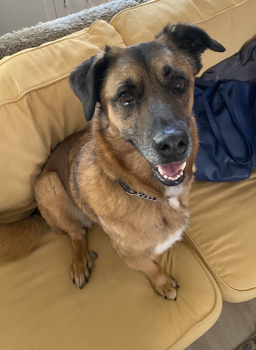 Daniella Attfield tweet media