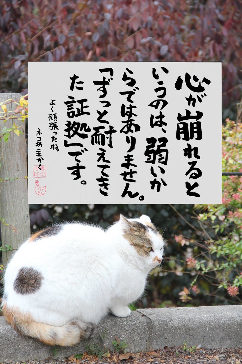 ネコさんから人間さんへ今日の一言