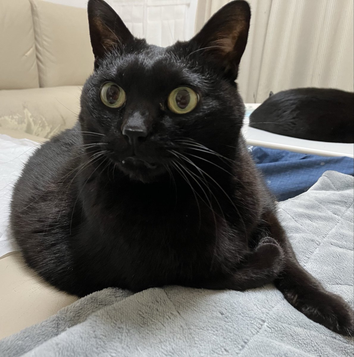 アレ？後ろにも黒猫？

ハチワレの背中は真っ黒だから
間違えちゃうね😸