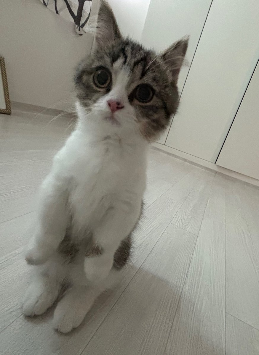 두팔이 tweet media