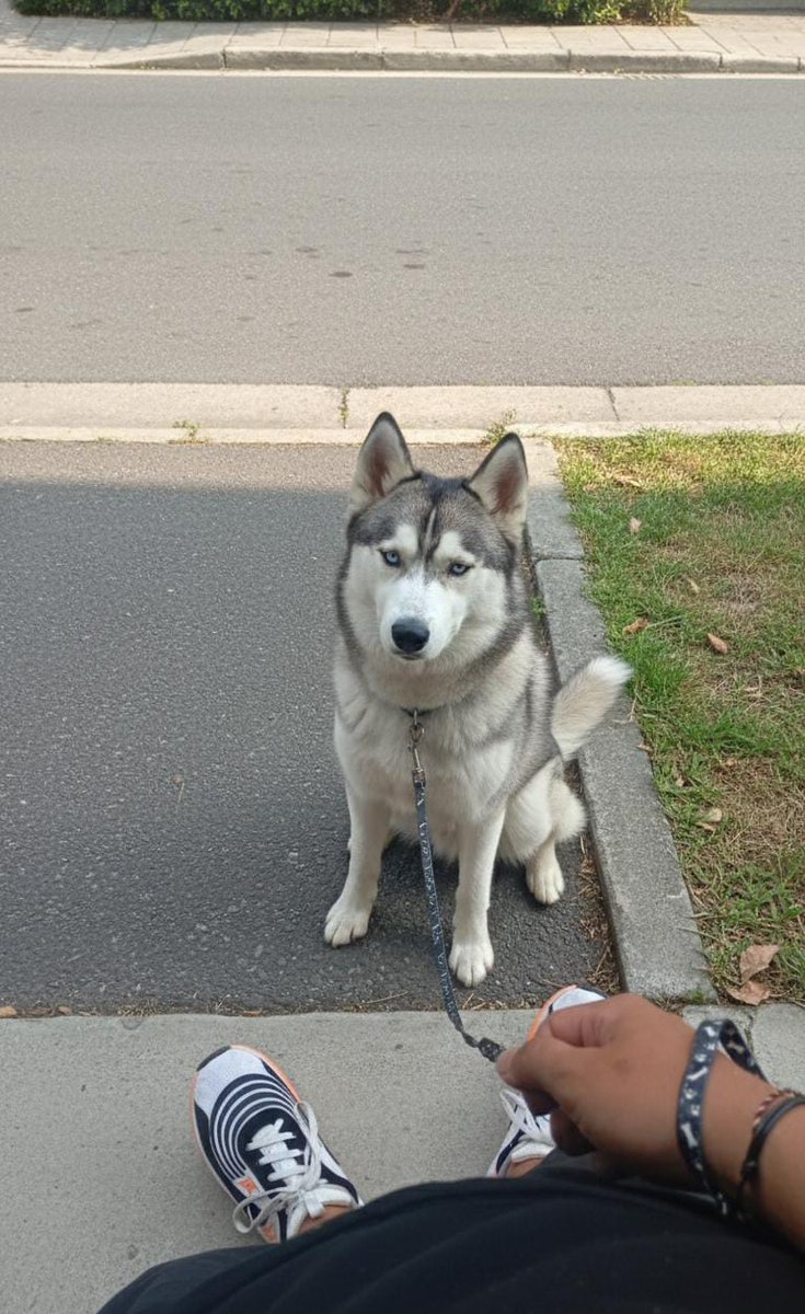 onlybraaa's tweet image. anteng banget kalo gua dirumah tante ngajak husky jalan 🤏🏻