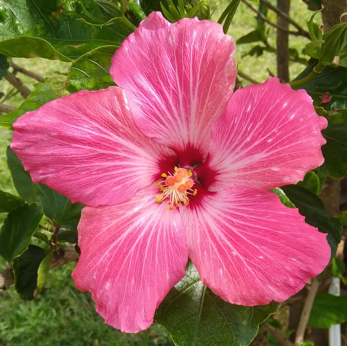 Lopezlaila1's tweet photo. #Hibiscos https://t.co/JE19xrOgtV