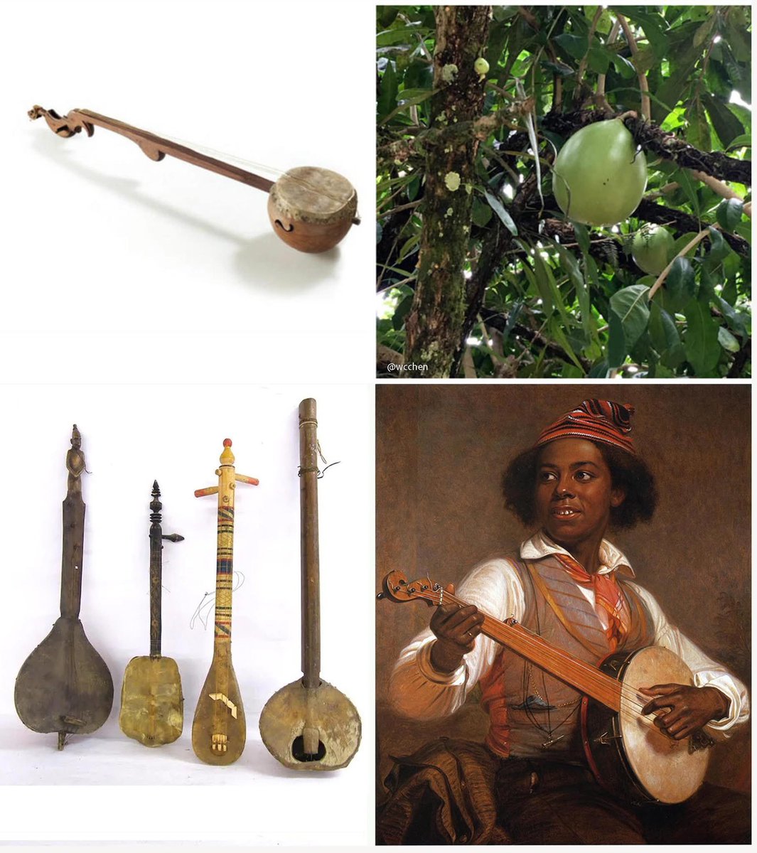 Banjos brought by Africans, observed throughout #Caribbean in 17th Century.: First recorded c1687 in #Jamaica. Similar instruments with different names, including bania, banya, banjo, banger, banza, panja, observed in New York, the Carolinas, New Orleans, Cuba, Haiti, St.