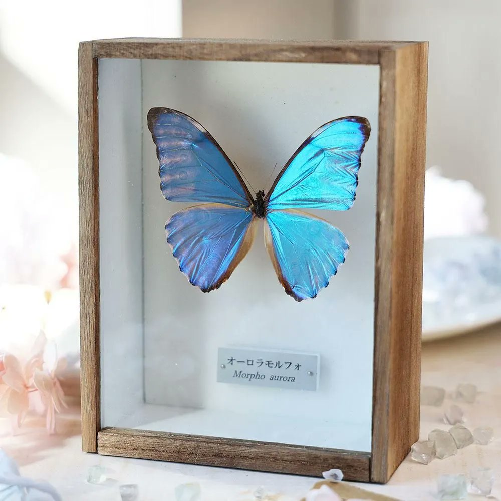 【レア】　モルフォ蝶　標本　美術　芸術　限定　　トレイ　キッチン　19