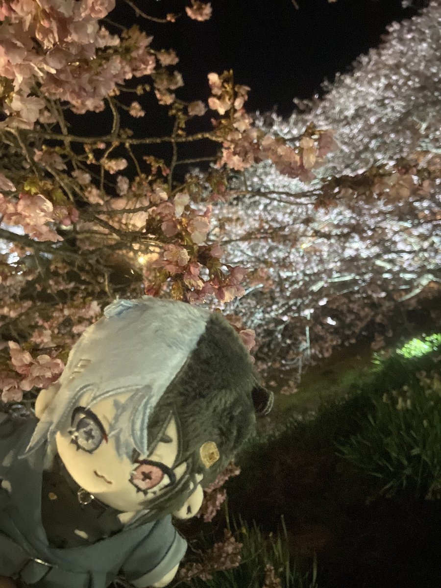 だんちょ🩹✖️鯨川動物園🐳 (@dancyo_v) / Posts / X