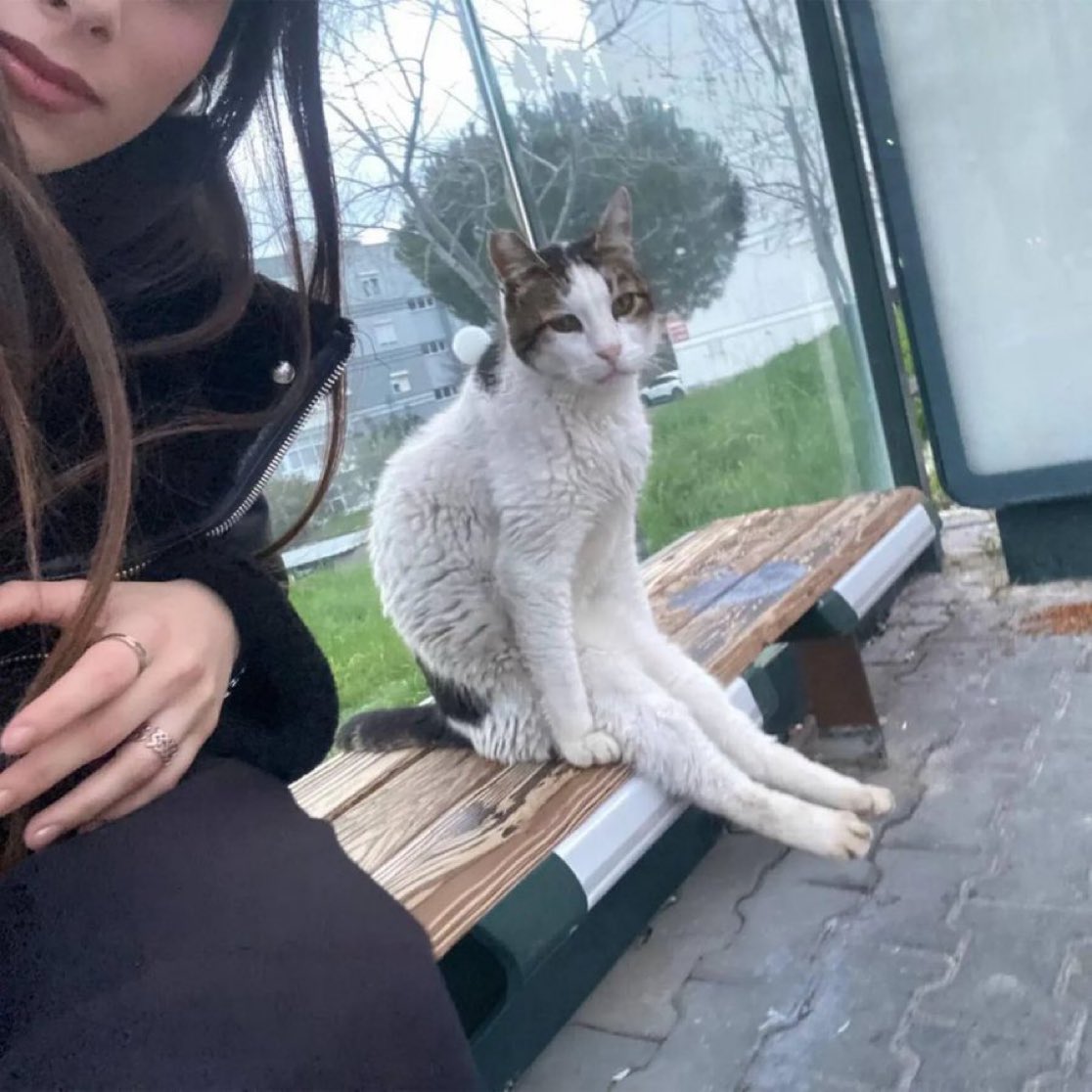 cats with powerful impression 🐾 tweet media