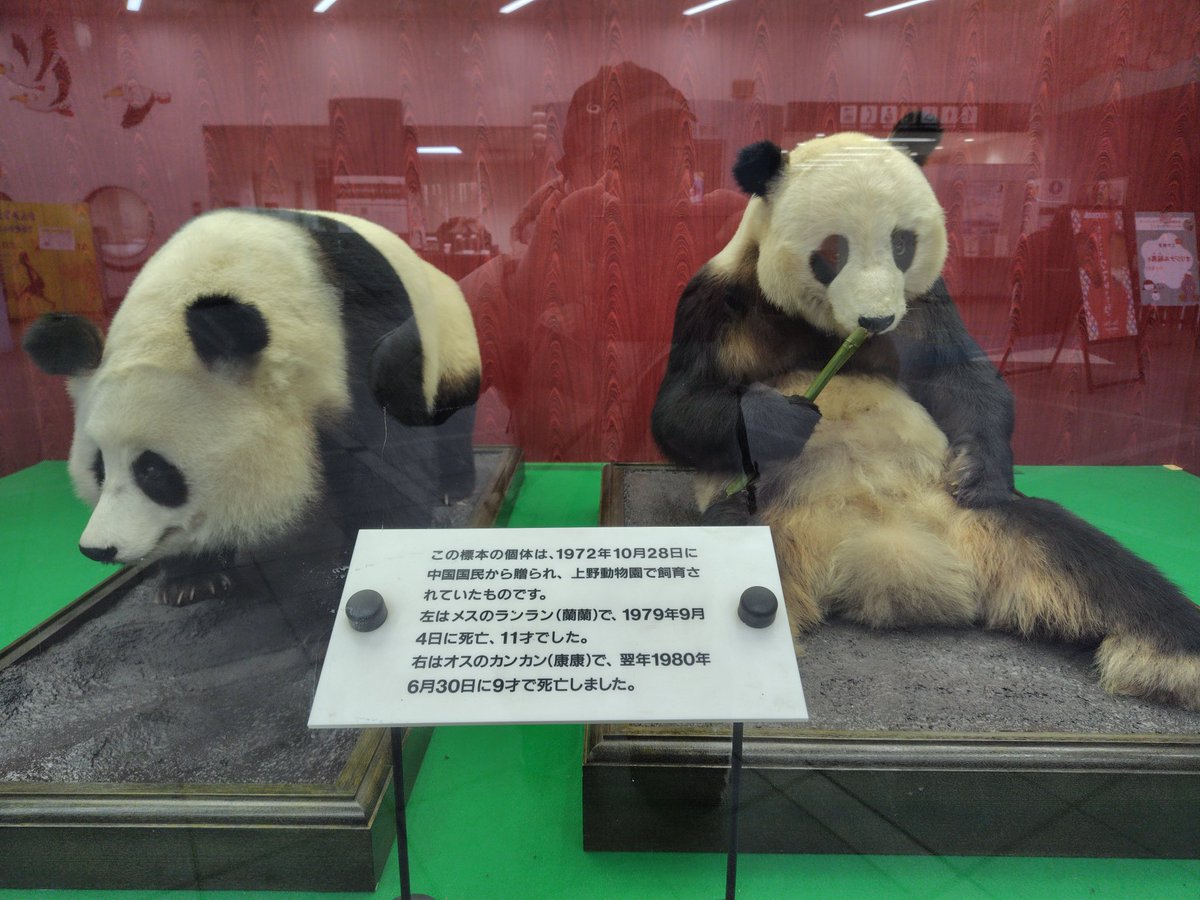 日本にパンダが居なくなったと お嘆きの貴方。実は はく製だけど