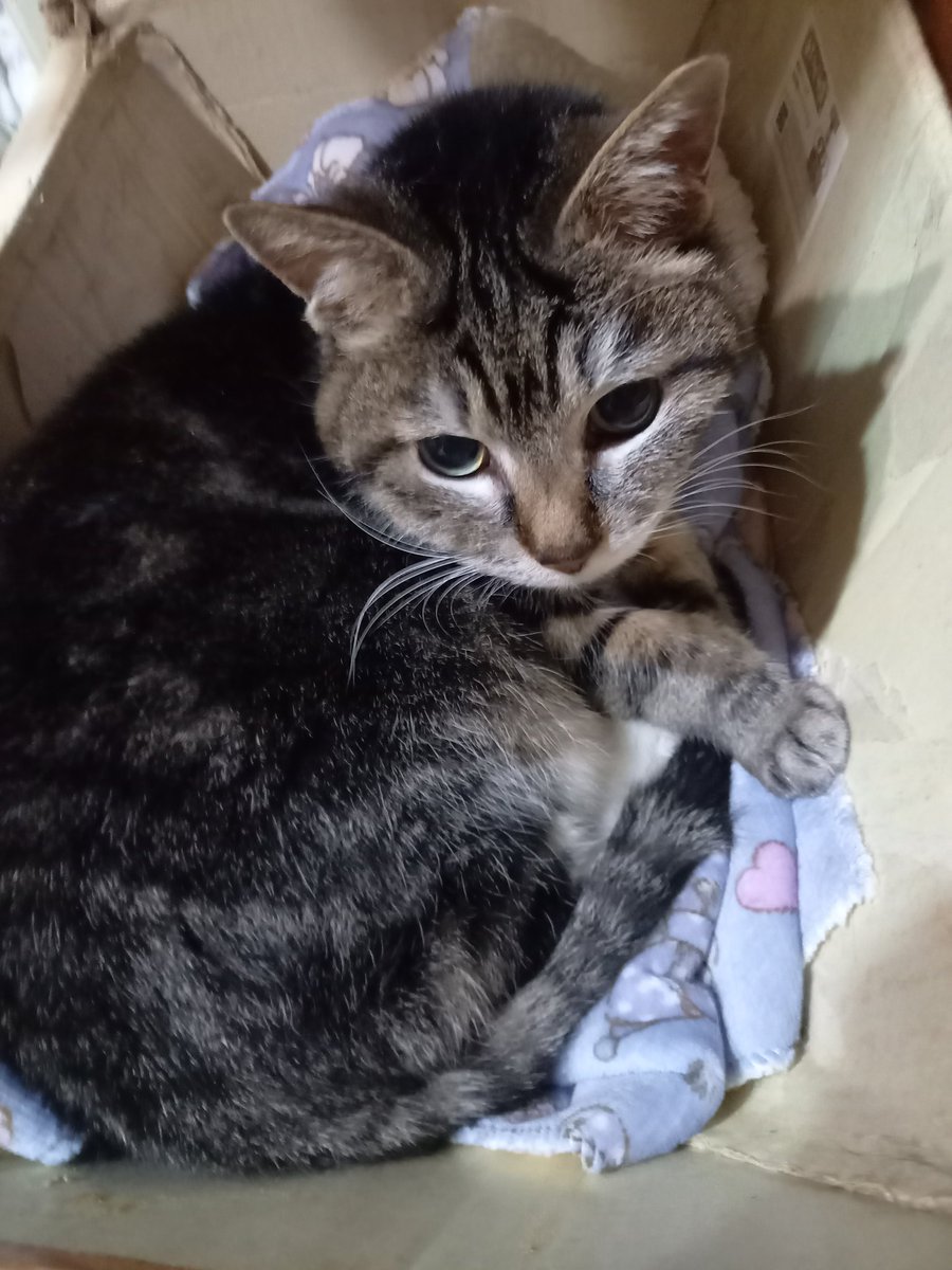 我が家の箱ネコ🐱です🎶
2008年に拾われた時に二才位だったようなので、推定20才くらいのおばあさんネコ🐱です‼️
まだまだ元気で、時々走り回っています🎵