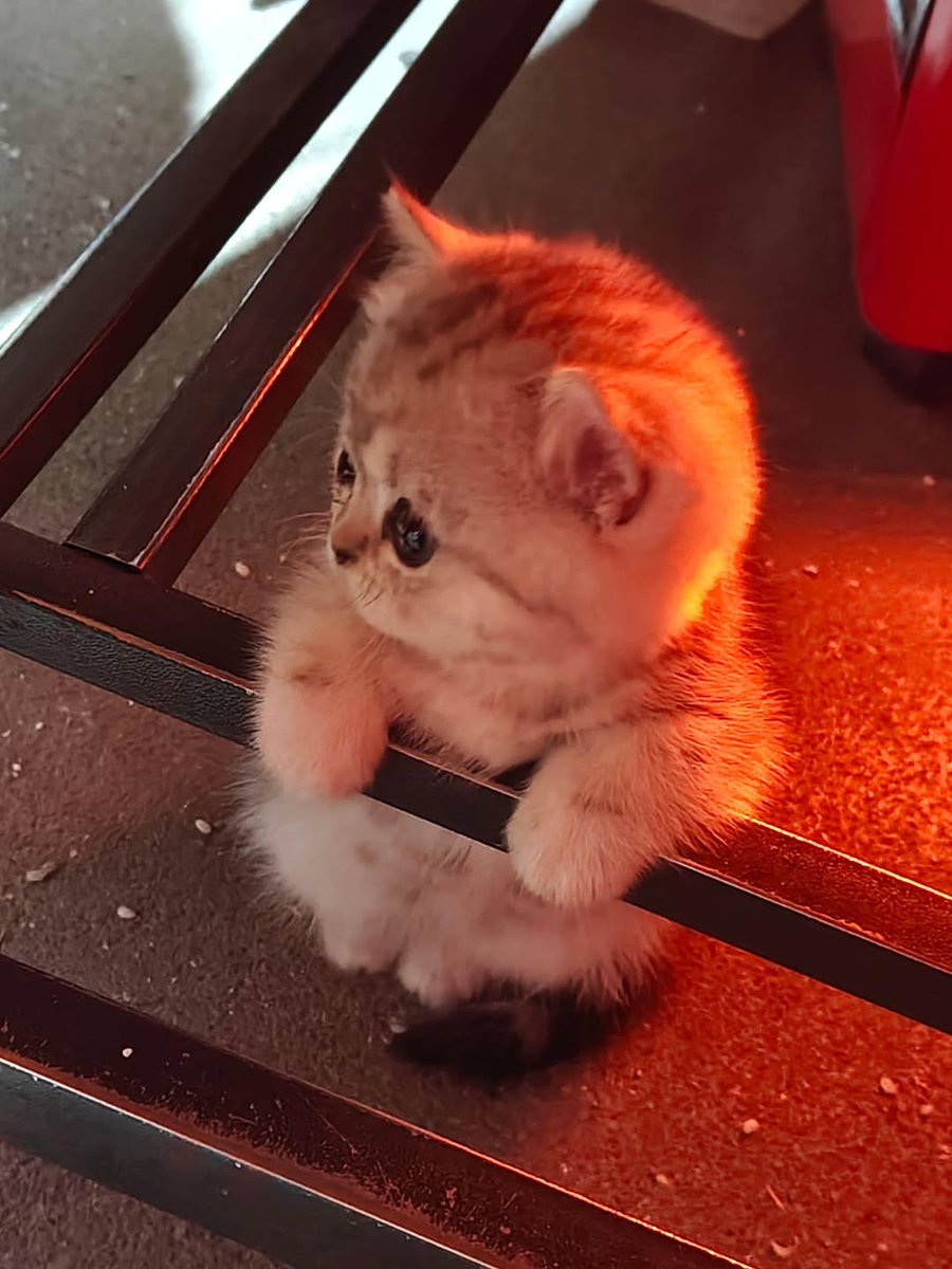 kitten_zukan's tweet image. 