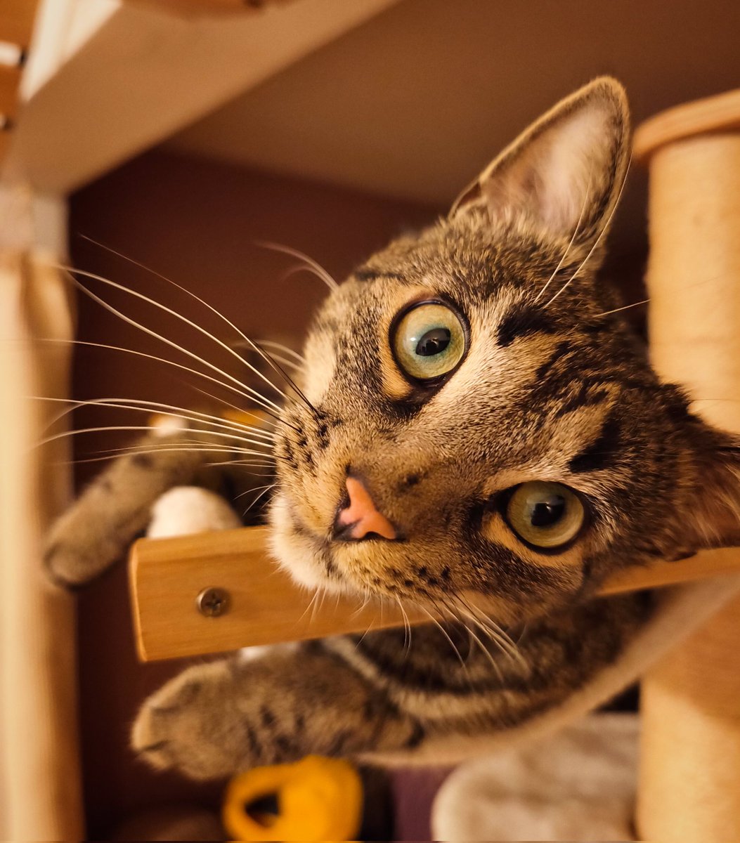 Sven Bartels tweet media