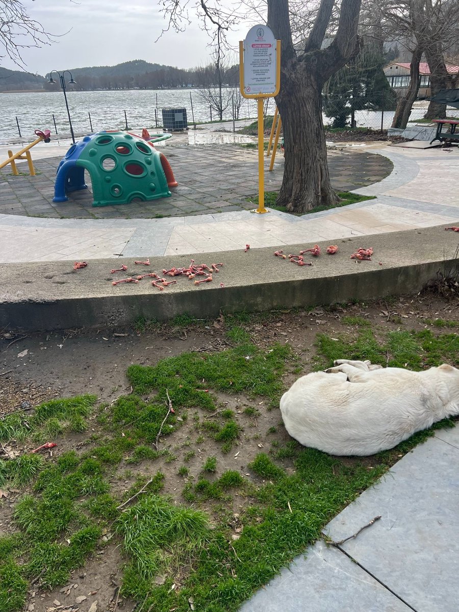 Çocuk parkına çiğ et döken kimse hayatında medeniyet görmemiş ve toplum ile iç içe yaşamaya uygun birisi değil.

Almanya'da yapın bakalım ne oluyor. Kendini çağdaş sanan cahil dolu ülke.

İzmir Ödemiş