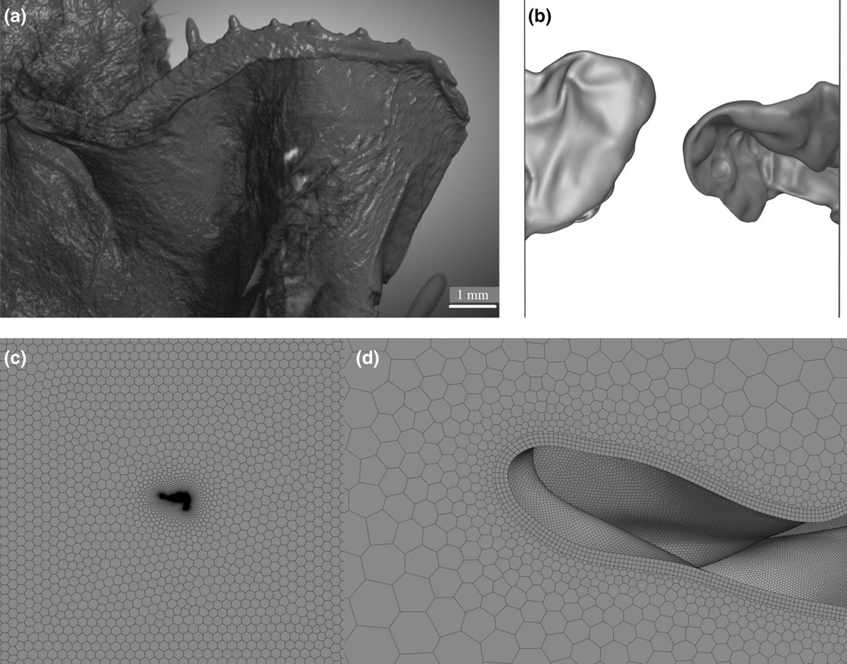 Journal of Anatomy tweet media