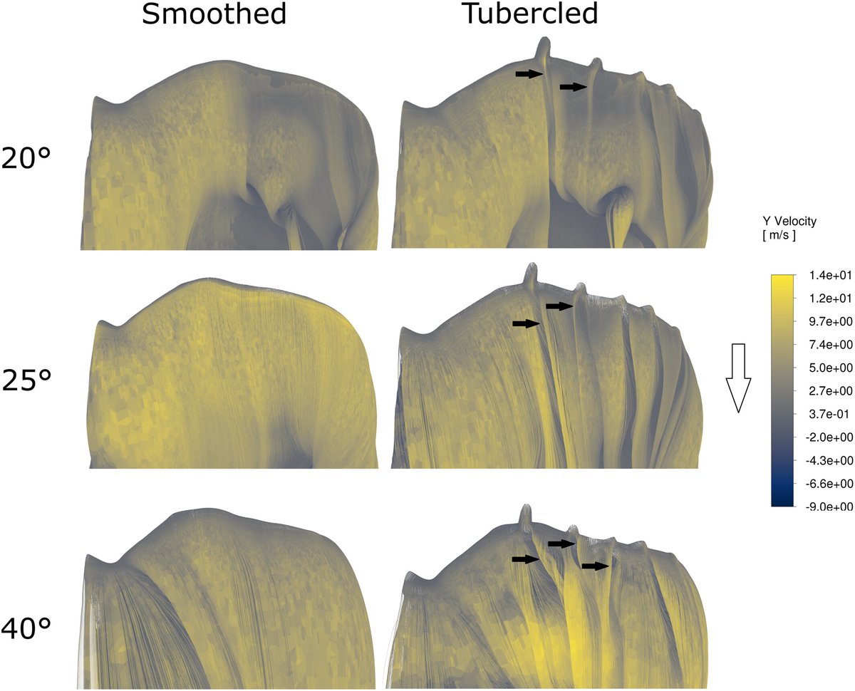 Journal of Anatomy tweet media