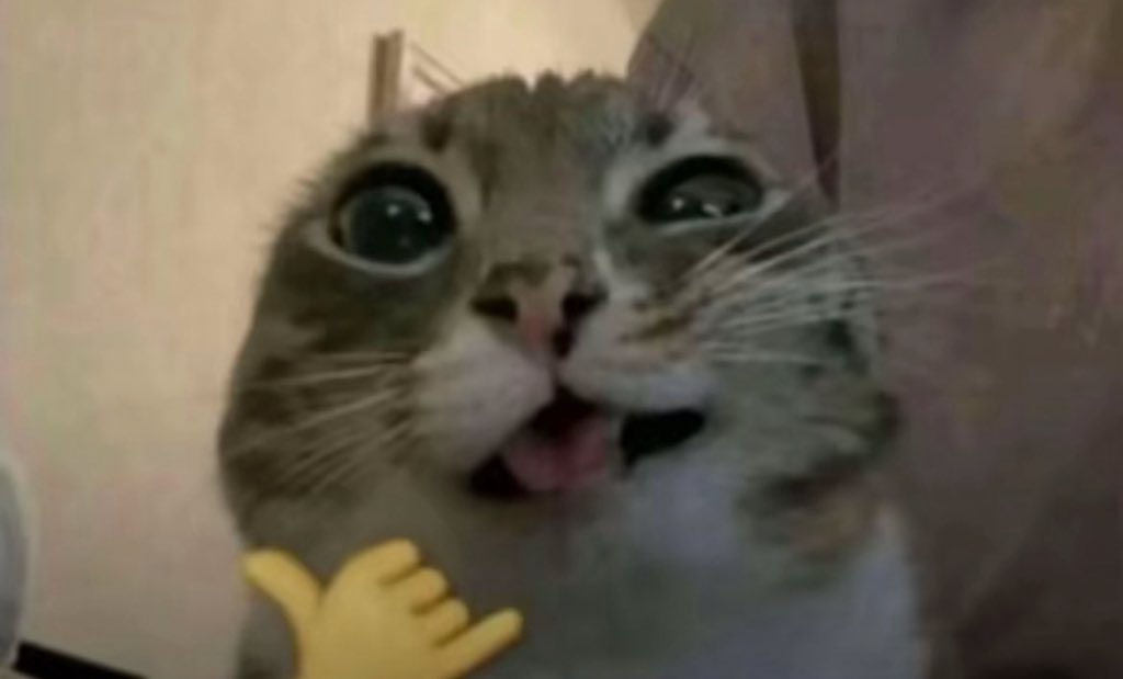 يوم عادي… بس فيه قطة شبعت، وأنا انبسطت 🤍