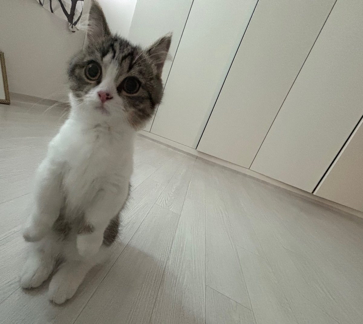 louisiapa's tweet image. 260217 #LOUIS weverse update 📝

“hello everyone, are you spending lunar new year well? ☺️☺️☺️ i’m doing well too and i’ve been spending time with hunter!”