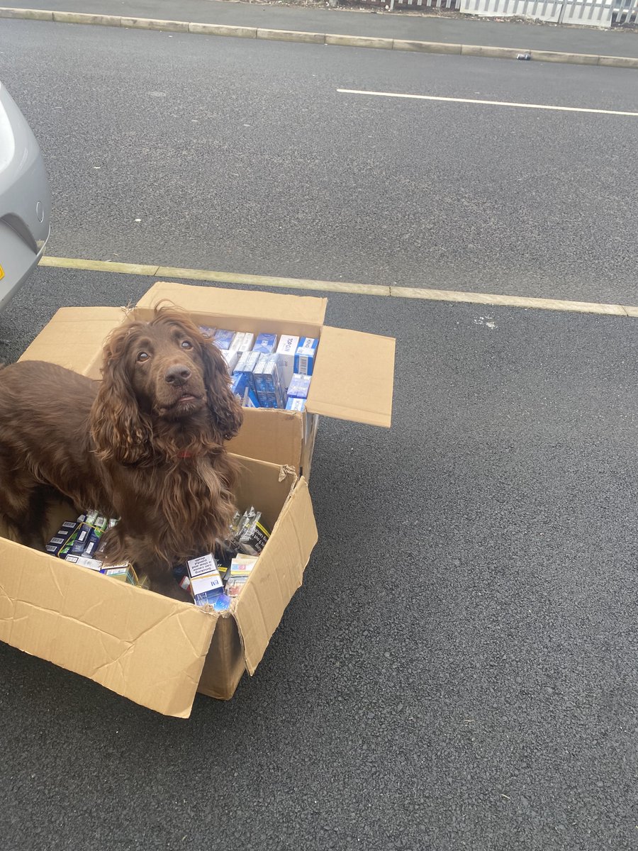 SavvyShopper6's tweet photo. The nose knows! In the cistern, ceiling or even secret room, Griff the detector dog will find your illegal cigs. This time £70k worth +vapes uncovered, with a little assistance from trading standards officers. 😊Another successful #opfearless ! Details - https://t.co/HZCnjLN63I https://t.co/z3ecKF9eoO
