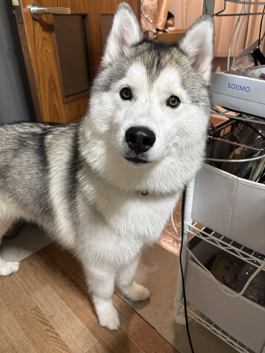 ガブちゃん (@rn2312412) on X