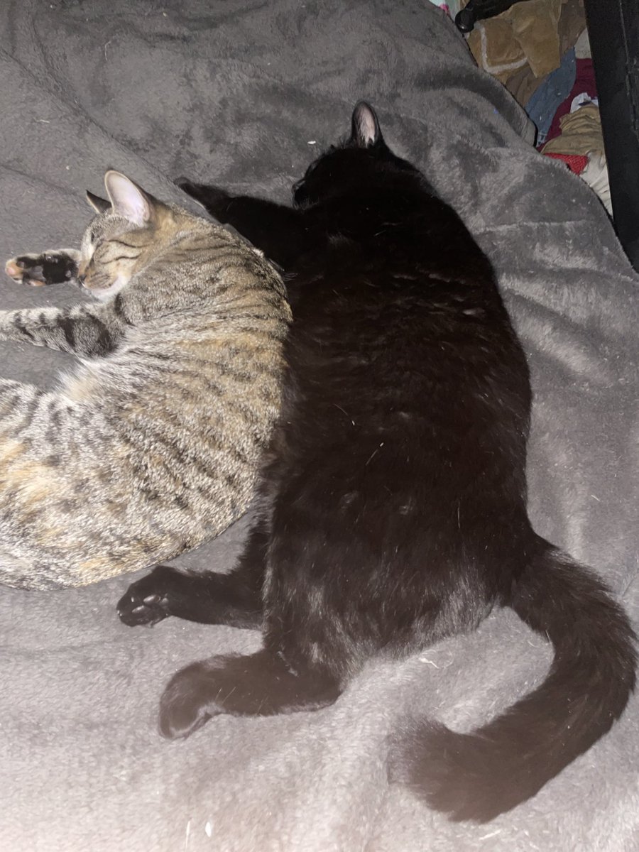 Tom 🇺🇸 tweet media