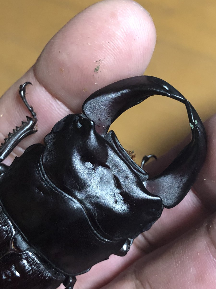 becky (@becky_insect) / Posts / X