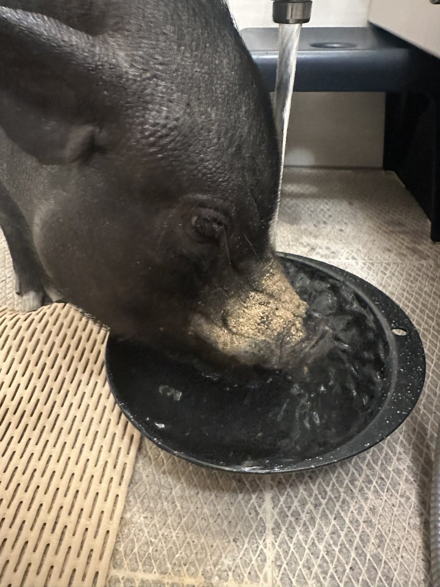 とんかつ tweet media