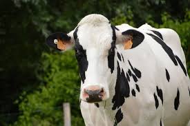 LKL Services tweet media