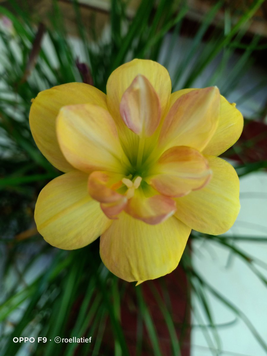 2 hybrid yg berasal dari seed pod yg sama hasil persilangan intergeneric, form &amp; size bunganya mirip, cuma beda di warna aja.