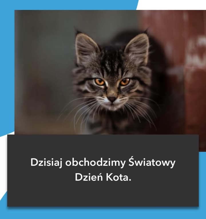 Dziś święto Kota🐈‍⬛🐈‍⬛🐈‍⬛🐈‍⬛🐈‍⬛