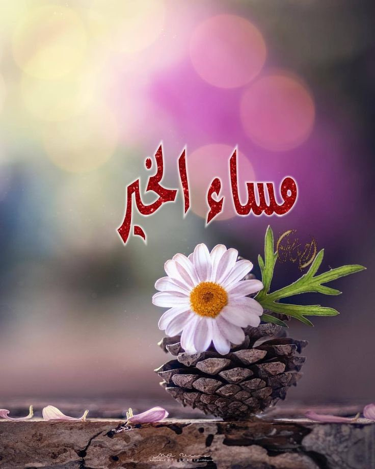 <a href="/J9Alv/">💫🕊🪻⑅⃝♡ 🆂🅰🅰🆀🅸 ♡⑅⃝🪻🕊💫</a> <a href="/SunilY93656/">Sunil Yadav</a> <a href="/snany66/">نبيل محمد</a> <a href="/_basra1/">Ali Basra</a> <a href="/Ldovyka/">✧⃝🌺🍃💫𝑙𝑢𝑑𝑜𝑣𝑦𝑘𝑎💫🍃✧⃝🌺</a> <a href="/WidzDj/">꧁🆆🅸🅳🅸🅰🅽🅰🅽🆃🅾꧂</a> <a href="/07dpn/">D33pak Pand3y, BJP 🪷 Support3r (Sanatani🚩)</a> <a href="/Souz_Rod/">CasaDePavlov 🇧🇷🇨🇳🇷🇺🇮🇷🇮🇳🇿🇦🇨🇺🇧🇾🇰🇵</a> <a href="/dqlyfy1sa/">👑ناري اليافعي ✨ 🇾🇪🇸🇦</a> <a href="/0MNS4/">Imtiaz Sipra</a> <a href="/Qs3488/">Qamar Shahzad🦅</a> <a href="/cknlaw1/">🌐ニシ🍥⚖️</a> <a href="/papiko7890/">ぱぴこ❤</a> <a href="/zimal293/">🦋𝐑ᴀsʜɪᴅᴀʜ🦋</a> <a href="/Doctor0016/">𝙳𝚘𝚌𝚝𝚘𝚛 ☄</a> <a href="/Charlie2774/">Juan Carlos Garcia C</a> <a href="/shd0016/">Shahid</a> <a href="/Justiper64/">جُسْتي- Abg. Justiper64-Te sigue جُسْتي-</a> <a href="/AbgJusti/">🤓 ي- Abg. Justin-Te sigue جُسْتي-🤓</a> <a href="/firoz0031/">firoz alam</a> <a href="/sungelin/">Sarı gelin</a> <a href="/_afzaL_k/">Afzal khan</a> <a href="/al_bani_/">🇸🇦🇮🇶الᷝبـᷠـــᷧـــᷨـــᷞـــᷧـــاني🇮🇶🇸🇦</a> [ الإبداع أن تسلك 
طريقاً لم يُسلك من قبل ]

صباحكم تجديد  وإبداع
شكري  وامتناني  لك
أميرة الدعم اختي الفاضلة
[])  SAAQI  ([]
علي الدعم الأنيق المتواصل.