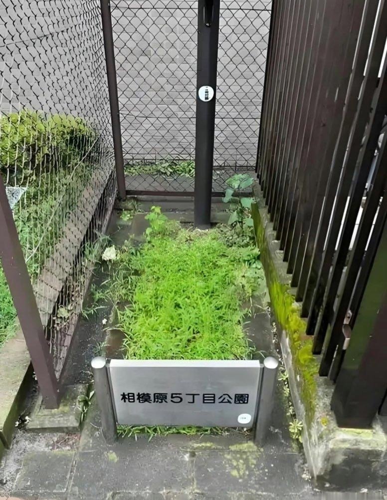 二月花 tweet media