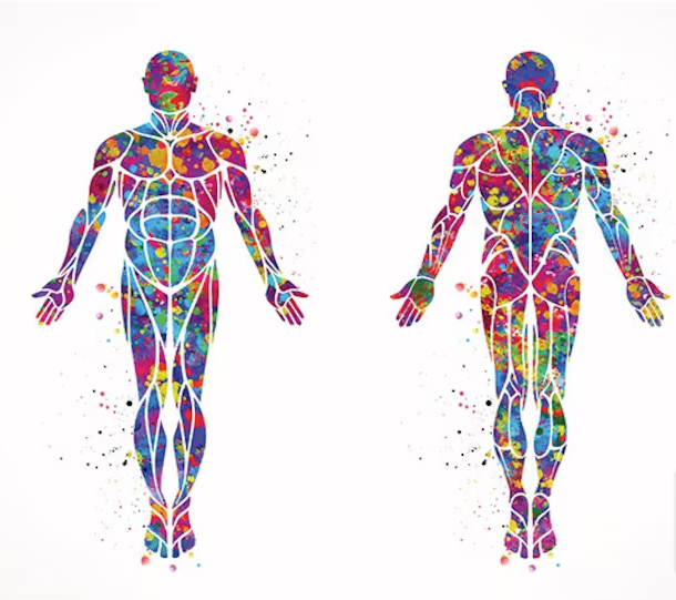 Rainmaker1973's tweet photo. THE HUMAN BODY

1: Number of bones: 206
2: Number of bones of a newborn baby: 306
3: Number of muscles: 639
4: Number of kidneys: 2
5: Number of baby teeth: 20
6: Number of adult teeth: 32
7: Number of ribs: 24
8: Number of heart chambers: 4
9: Largest artery: aorta
10: Normal blood pressure: 120/80 Mm hg
11: Blood pH: 7.4
12: Number of vertebrae in the spine: 33
13: Number of neck vertebrae: 7
14: Number of bones in the middle ear: 6
15: Number of face bones: 14
16: Number of skull bones: 22
17: Number of chest bones: 25
18: Number of arm’s bones: 6
19: Number of arm’s muscles: 72
20: Smaller muscle: stapedius (6 mm)
21: Largest and most resistant bone: femur
22: Number of foot bones: 33
23: Number of bones in each wrist: 8
24: Number of bones in each hand: 27
25: Largest organ: skin
26: Heaviest internal organ and largest gland: liver
27: Largest cell: egg cell
28: Smallest cell: spermatozoon
29: Smallest bone: ossicle of the middle ear
30: Average length of the small intestine: 7 m
31: Average length of the large intestine: 1.5 m
32: Average heartbeat frequency: 72 bpm
33: Normal average body temperature: 37°C (98.4°F)
34: Average blood volume: 4.5 / 5.5 liters
35: Average life span of a red blood cell: 120 days
36: Average life span of a white blood cell: 10/15 days
37: Average life span of a platelet: 5/9 days
38: Average gestation period: 280 days (40 weeks)
39: Largest endocrine cell: thyroid
40: Largest lymphatic organ: spleen
41: Number of chromosomes: 46
42: Averagle blood viscosity: 3.5 / 5.5 cP
43: Universal donor blood type: O
44: Universal recipient blood type: AB
45: Largest white blood cell: monocyte
46: Smallest white blood cell: lymfocite
47: Number of cranial nerves: 12 pairs
48: Number of spinal nerves: 31 pairs
49: Approximate number of cells: ~ 30 trillions
50: Average number of neurons: ~ 86 billions

The human body is an amazing machine, but don’t forget that nature wants 5 of your 7 children dead. It wants you dead by 40. Everything better than that is brought to you by science.