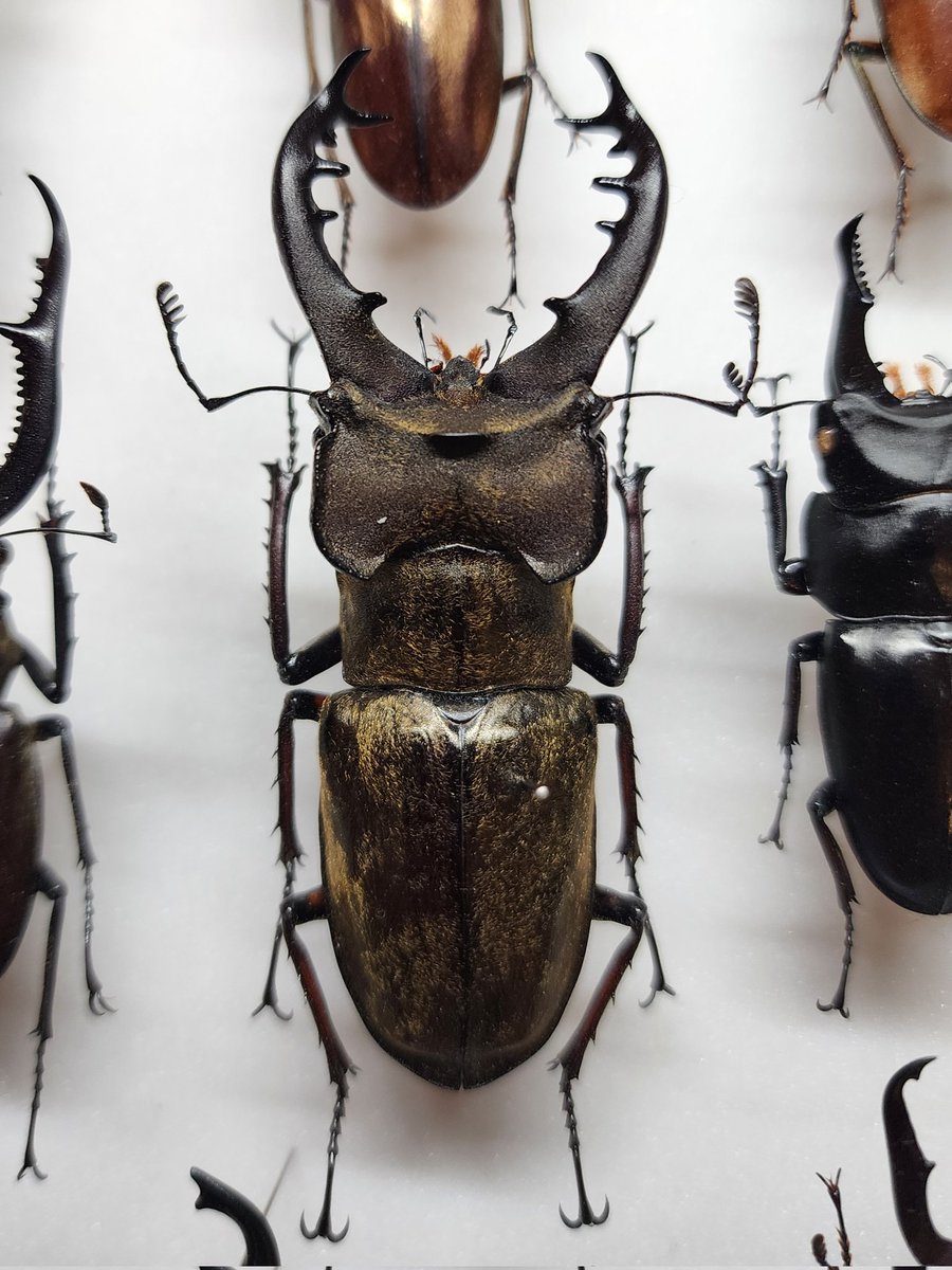 ミヤマクワガタ 北海道(以下略)産74mm