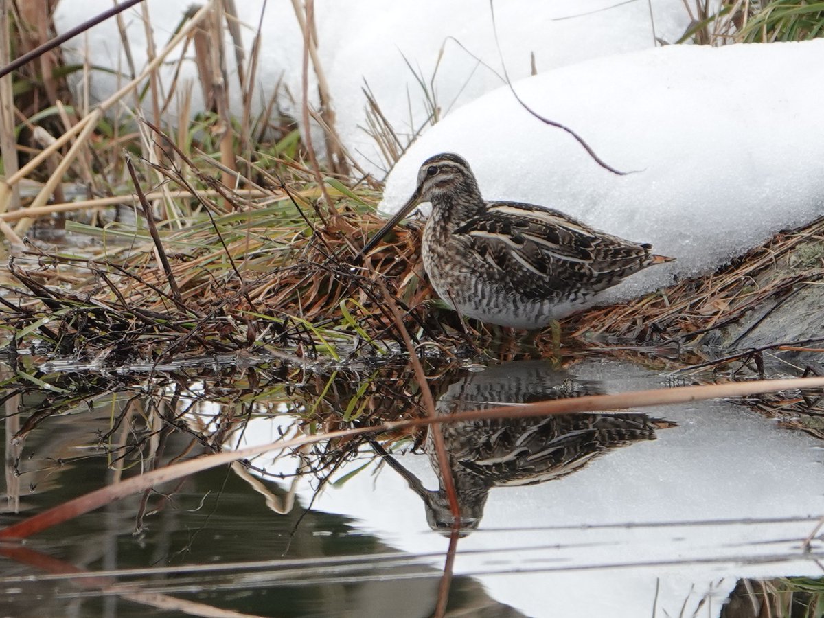 水辺のタシギさん　
#タシギ　
#鴫　#野鳥