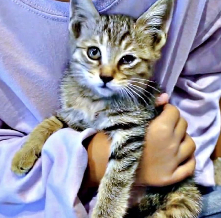 まいどなニュース｜梨木 tweet media