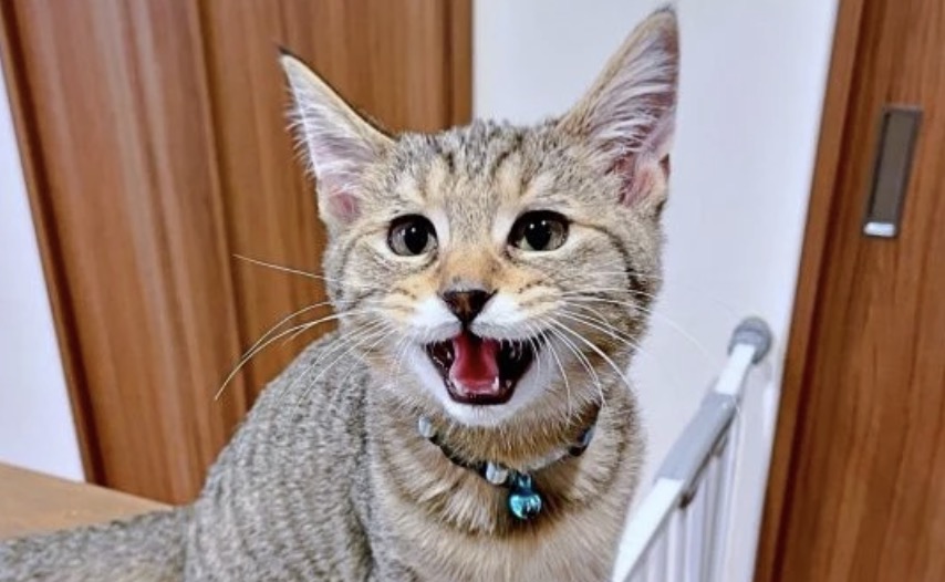 まいどなニュース｜梨木 tweet media