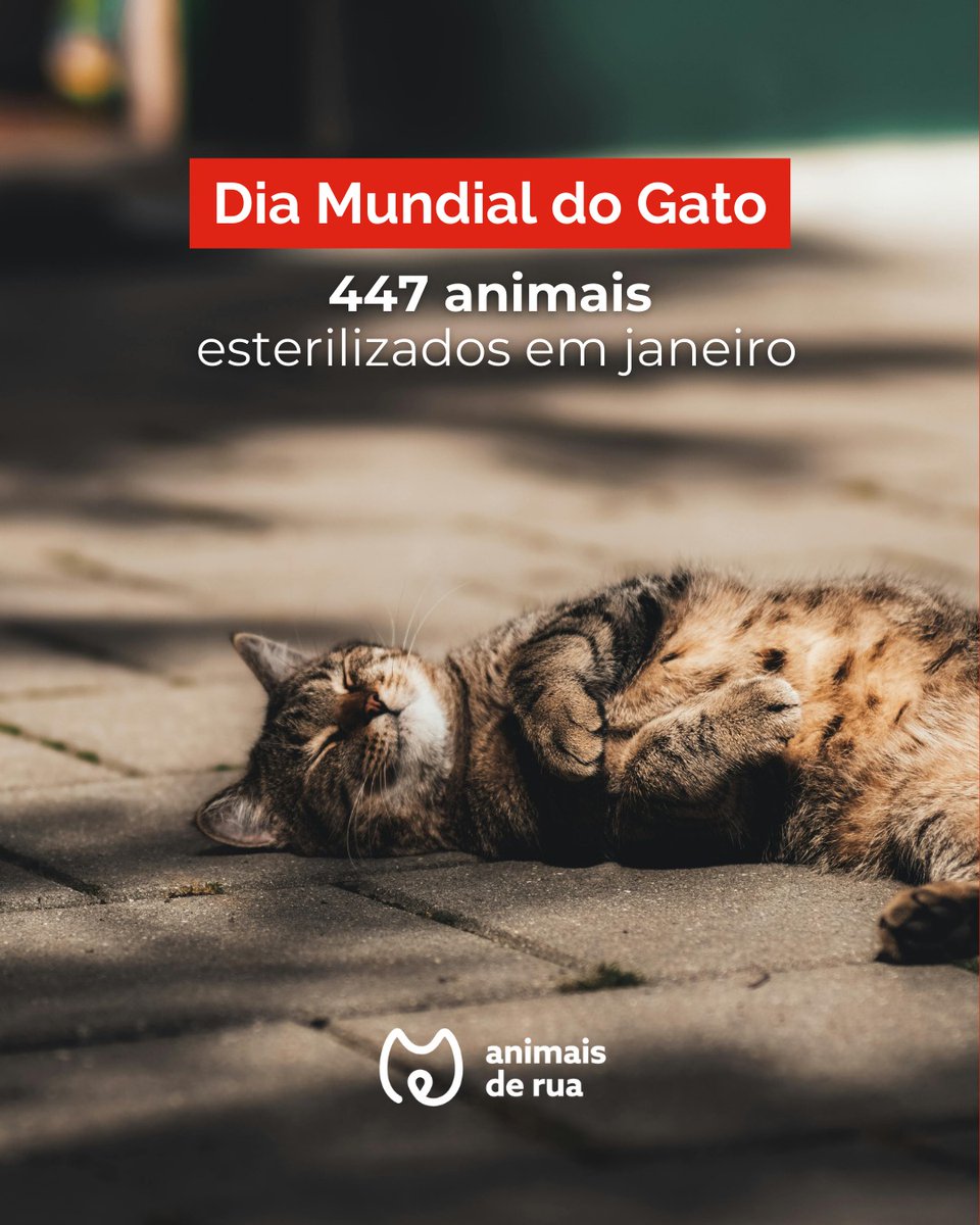 É por eles que continuamos a agir. Só no passado mês de janeiro, esterilizámos 447 animais no âmbito do nosso programa CED (Capturar, Esterilizar e Devolver) 🐾

Neste Dia Mundial do Gato, reforçamos o nosso compromisso: Esterilizar é proteger!