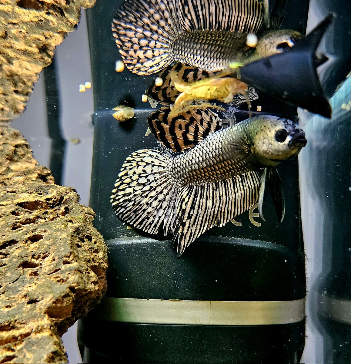 Çok güzeldin be! 
Betta wild alien 😍