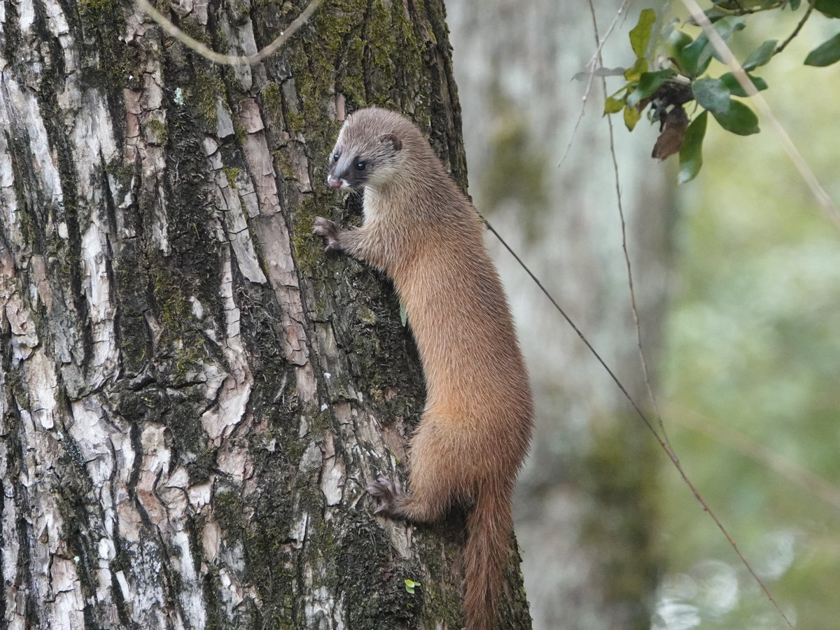 木を登るイタチ　
これまで水に潜る姿は何度も見てきたが木登りは初めて見ました。　
#イタチ　
#野生動物