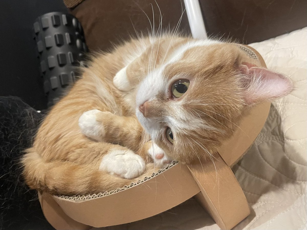 虎太郎(4歳) (@kotaro_0315) / Posts / X