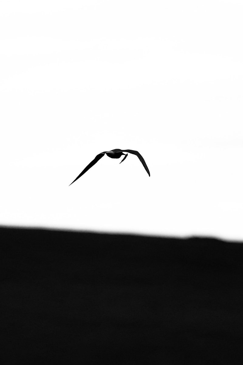 ALACAKARGA3's tweet photo. #blackandwhitephotography #landscapephotography #fish #salı #şubat #kış #picoftheday #siyahbeyaz 📸 https://t.co/jI4JpT6rk5