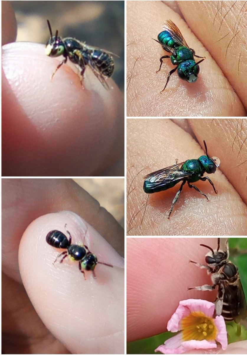 HeshakiD's tweet photo. Look who's landed on my hand..😍🐝 
#conservehabitatsforbees
#beautyofflies
#conservehabitatofbees
#SaveTheBees
#BeeConservation
#Pollinators
#InsectPhotography
#NatureLovers
#Biodiversity https://t.co/HPYjOZt7bI