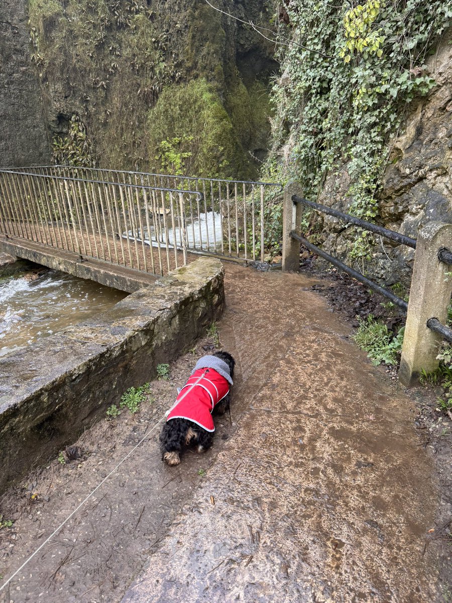 Princess Isabella Dachshund tweet media