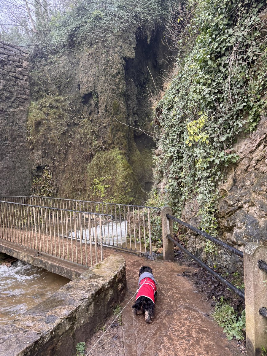 Princess Isabella Dachshund tweet media