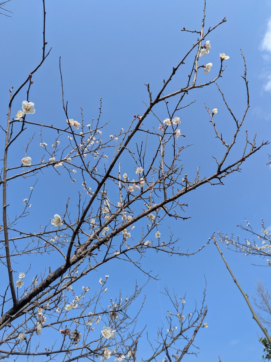 美帆子 ⸝꙳⋆ 砂浴アテンダント®︎ tweet media