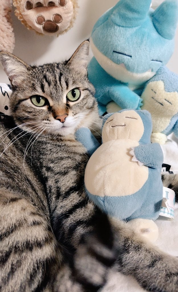 ゴロー🐾 tweet media