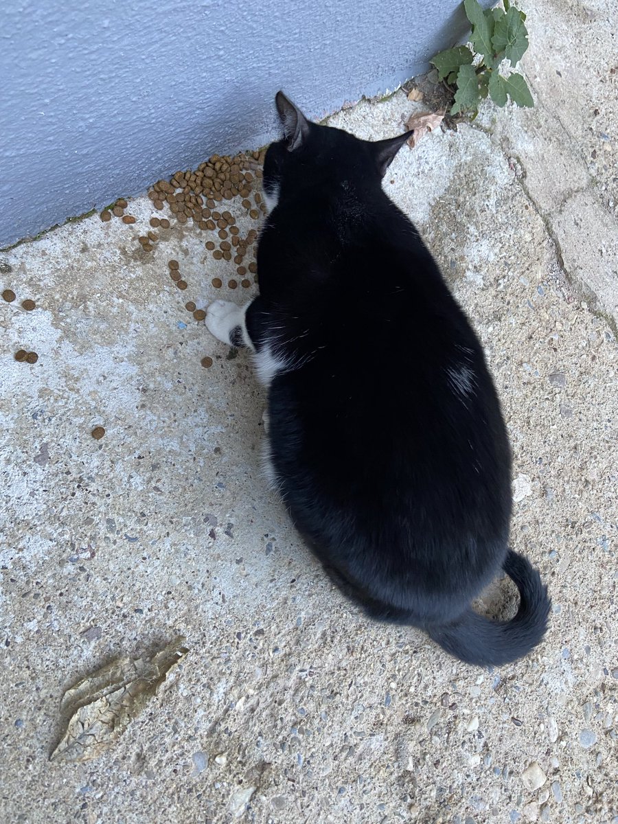 Evin önünde beslediğim gariban şaşo ve götelek meliha sizin de gününüz kutlu olsun guzularım